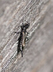 Phlaeothripidae