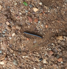 Asiomorpha coarctata