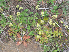 Crassula nudicaulis