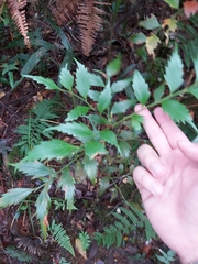 Phyllocladus hypophyllus