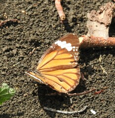 Danaus genutia
