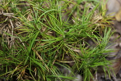 Lomandra obliqua