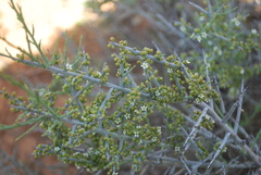 Thesium dissitiflorum