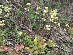 Crassula nudicaulis