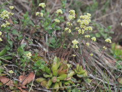 Crassula nudicaulis
