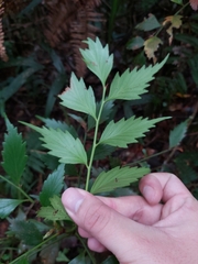 Phyllocladus hypophyllus