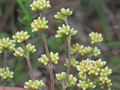 Crassula nudicaulis