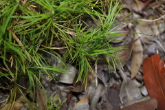 Lomandra obliqua