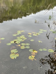 Nymphaea alba
