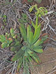 Cotyledon campanulata