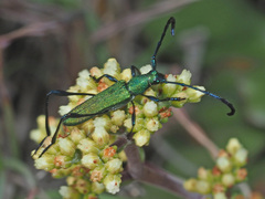 Hypocrites scabriusculus