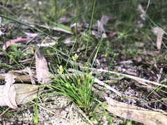 Isolepis cernua