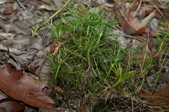 Lomandra obliqua