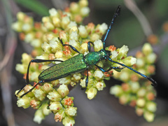 Hypocrites scabriusculus