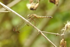 Neurothemis