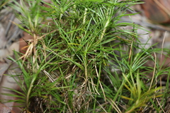 Lomandra obliqua