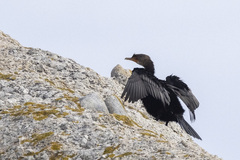 Microcarbo coronatus