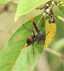 Polistes tenebricosus