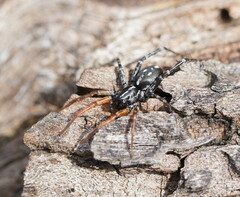 Nyssus coloripes