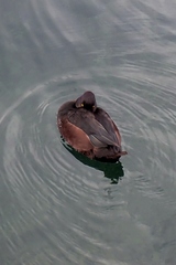 Aythya novaeseelandiae