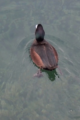 Aythya novaeseelandiae