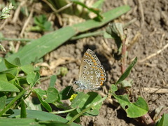 Aricia agestis
