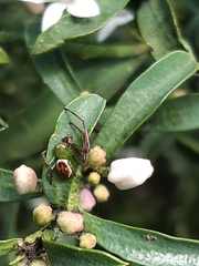 Australomisidia pilula