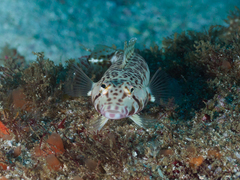 Parapercis stricticeps