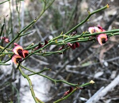 Daviesia brevifolia