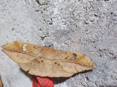 Copaxa multifenestrata