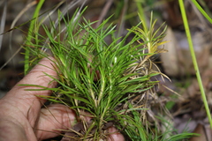 Lomandra obliqua