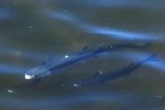 Mugilidae