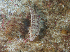 Parapercis stricticeps