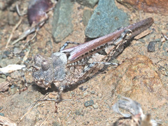 Acrotylus