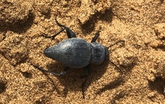 Tenebrionidae