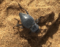 Tenebrionidae