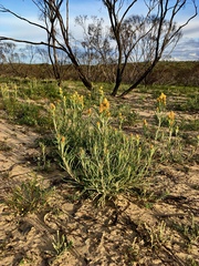 Waitzia acuminata acuminata