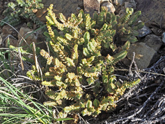 Crassula muscosa