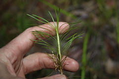 Lomandra obliqua
