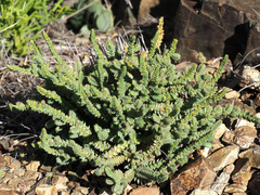 Crassula muscosa