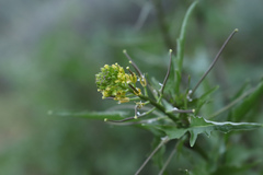 Sisymbrium erysimoides