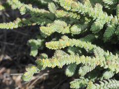 Crassula muscosa