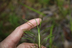 Lomandra obliqua