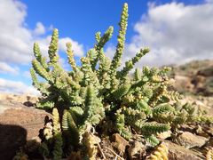 Crassula muscosa