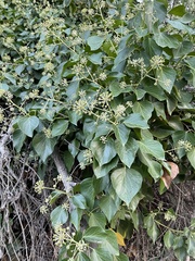 Hedera canariensis