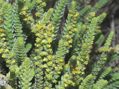Crassula muscosa
