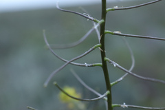 Sisymbrium erysimoides