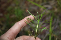Lomandra obliqua
