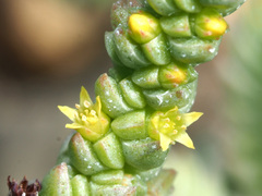 Crassula muscosa