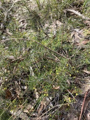 Phyllodineae